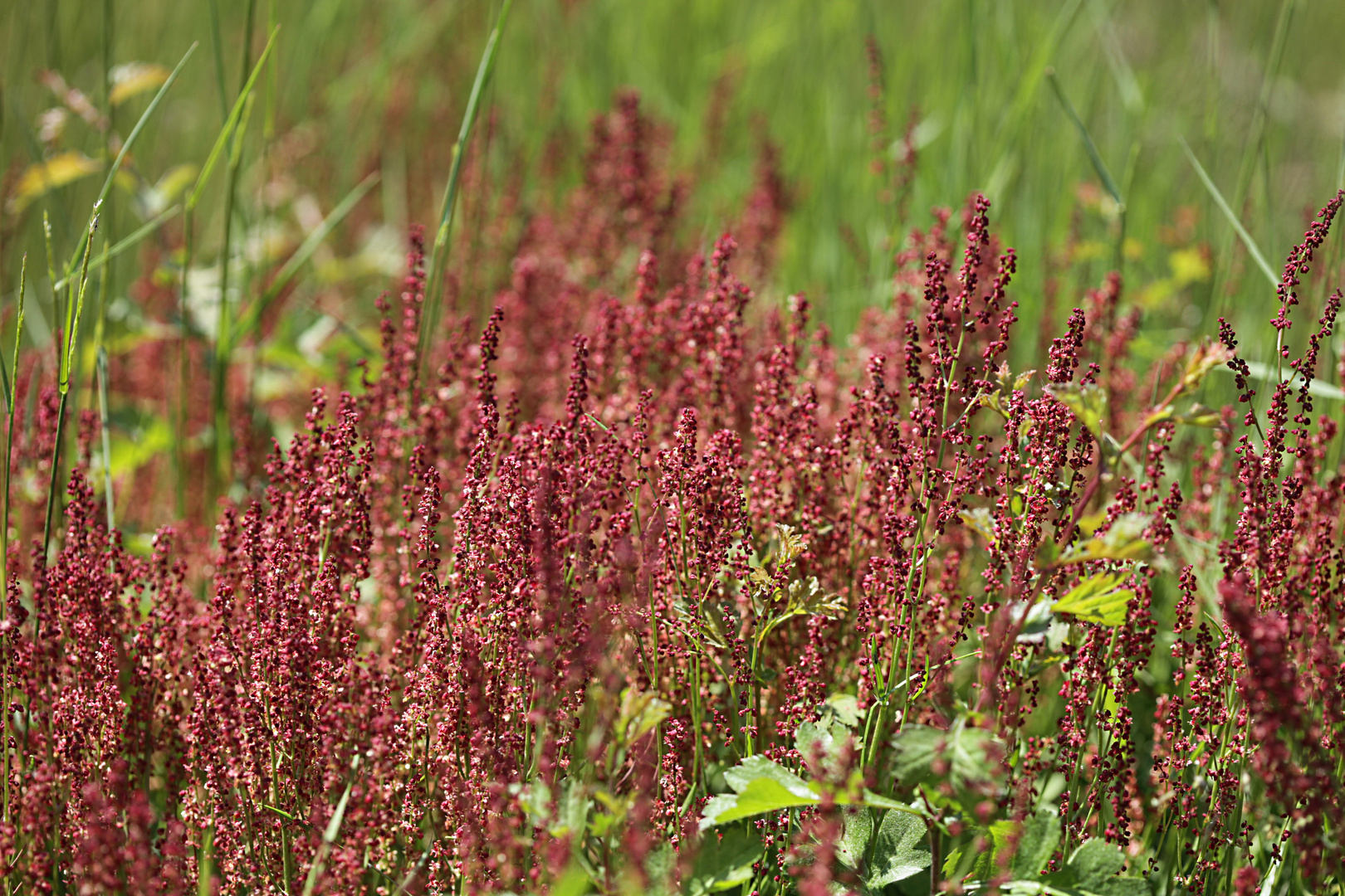 Sauerampfer, Rumex acetosa