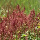 Sauerampfer, Rumex acetosa