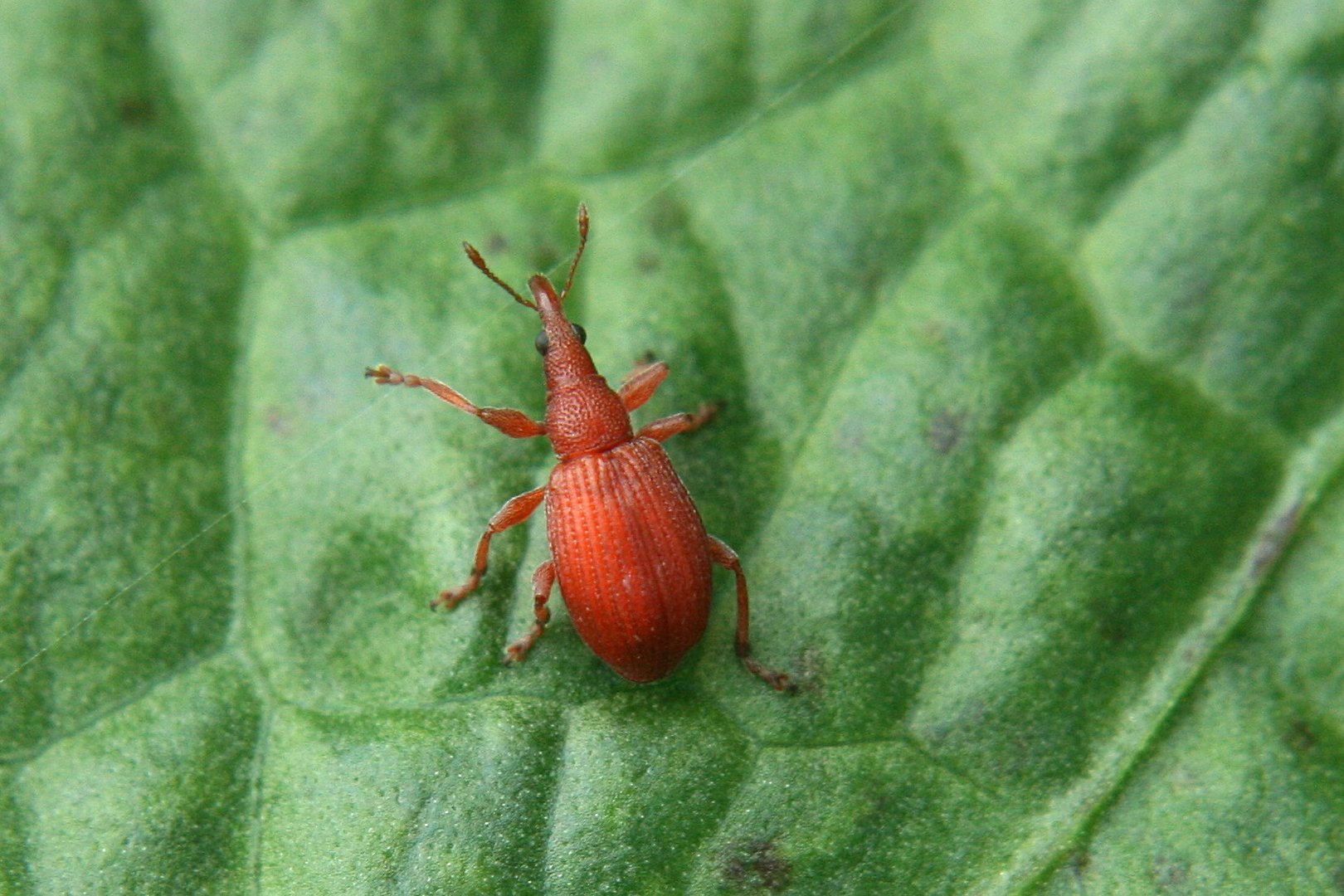 Sauerampfer-Spitzmausrüssler (Apion frumentarium)