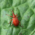 Sauerampfer-Spitzmausrüssler (Apion frumentarium)