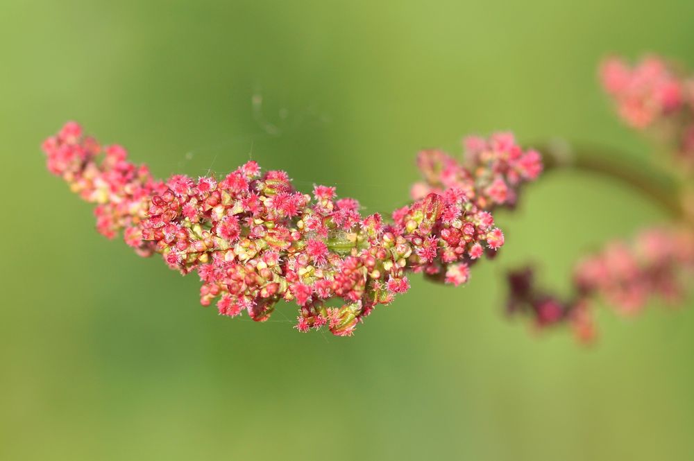 Sauerampferblüten