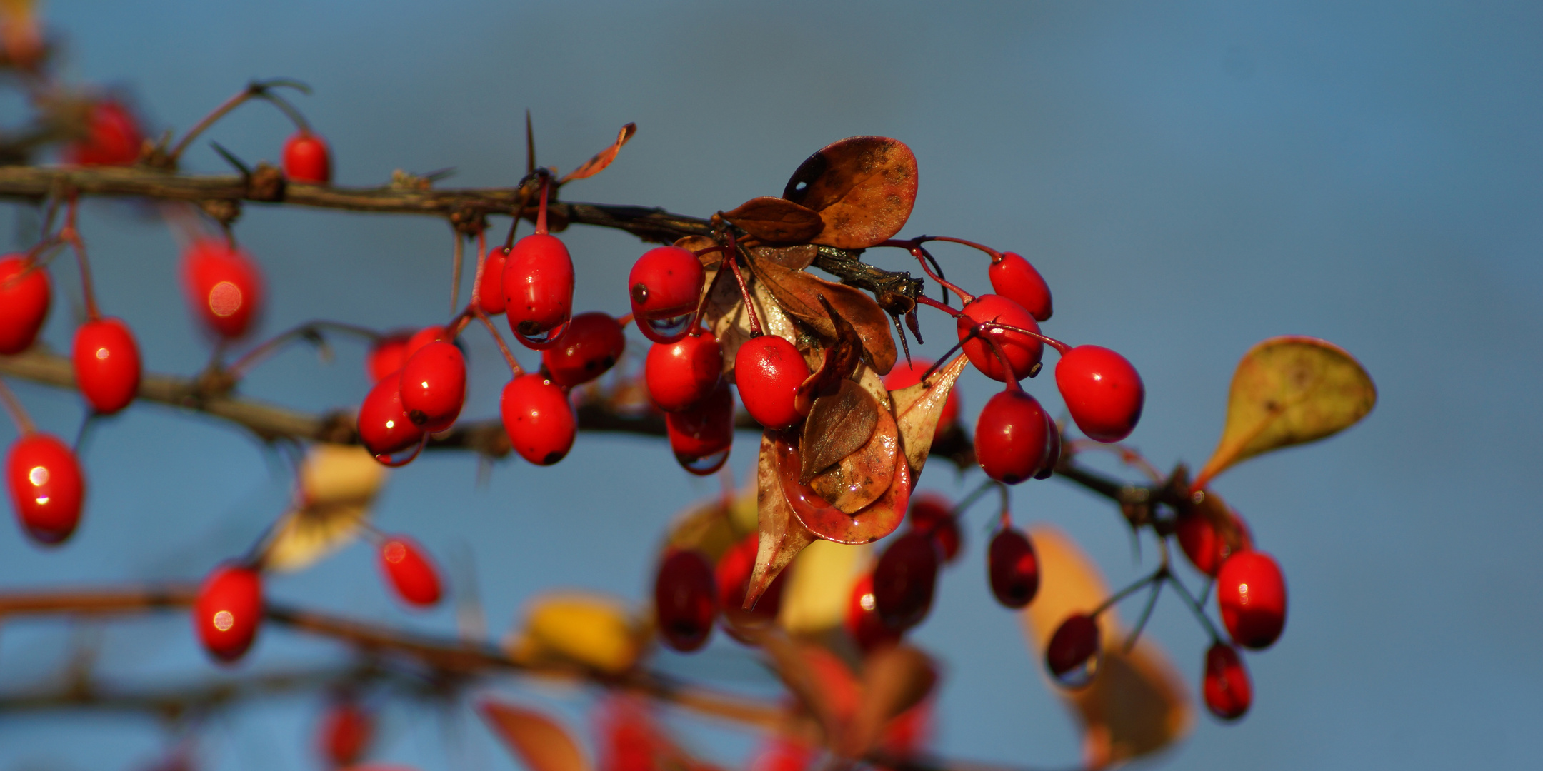 Sauerdorn im Herbst