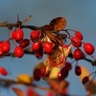 Sauerdorn im Herbst