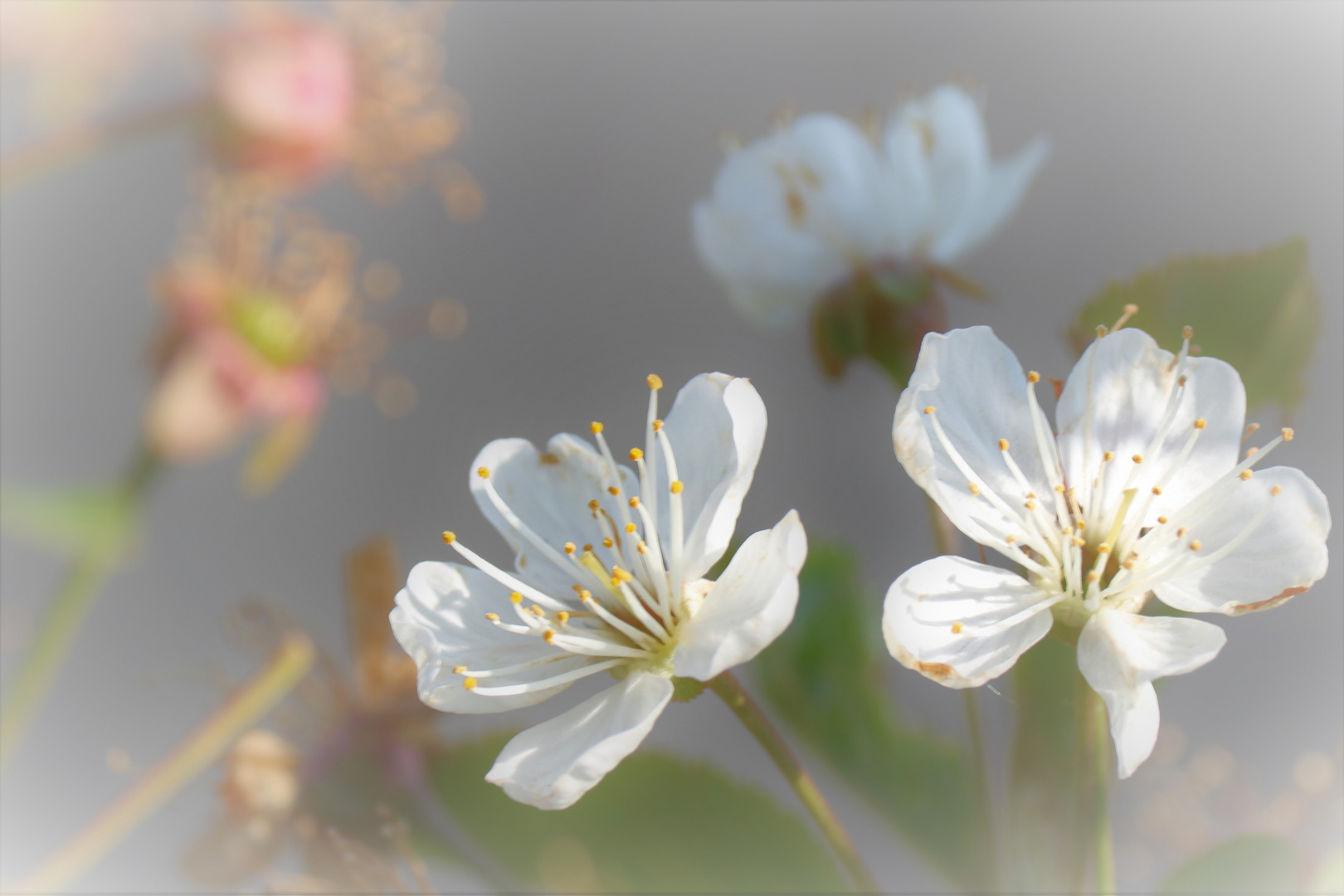 "Sauere" Kirschblüte... Wo bleibt denn jetzt der Frühling?