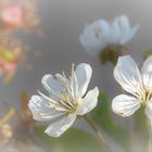 "Sauere" Kirschblüte... Wo bleibt denn jetzt der Frühling?