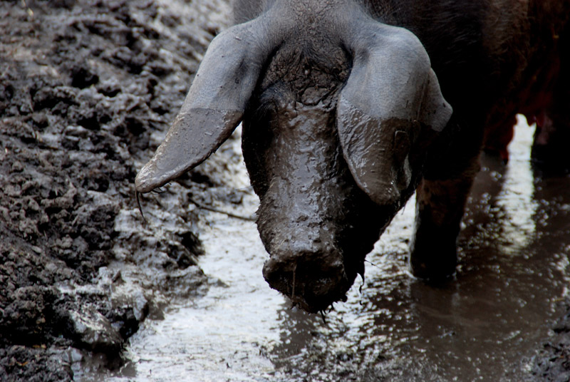 Sauerei - Schwarzes, in Schlamm badendes Schwein