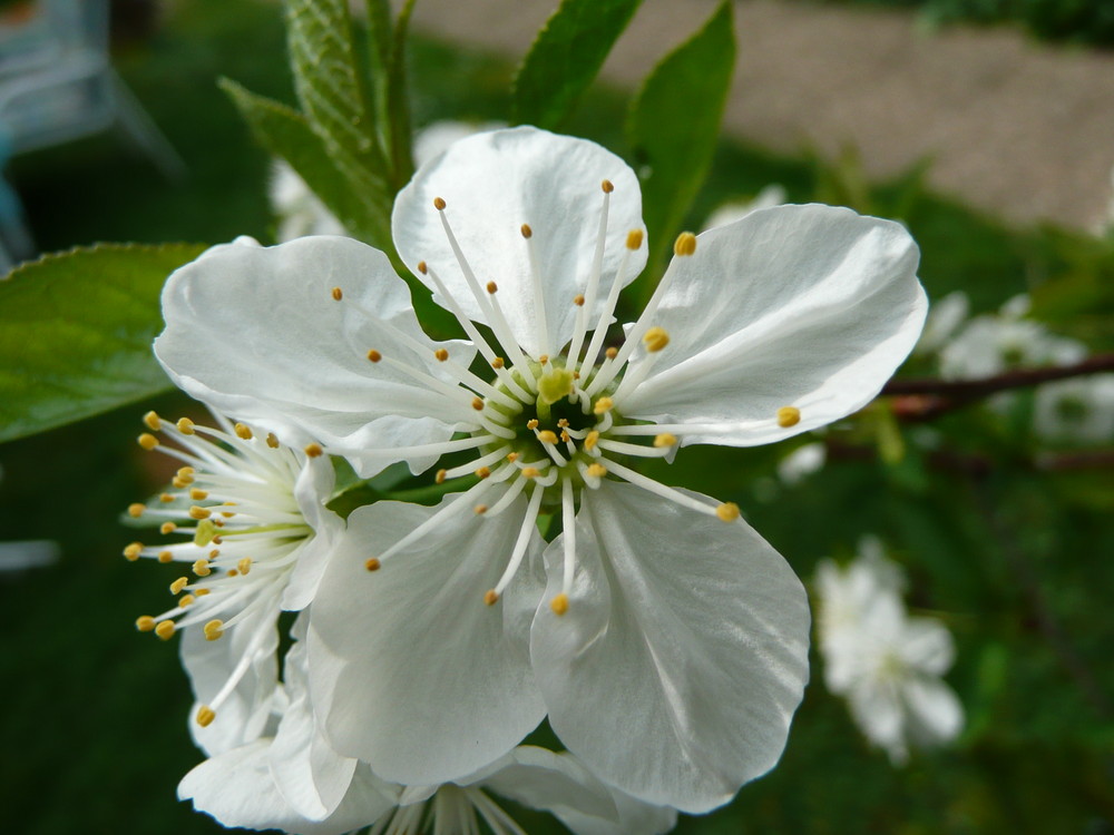 Sauerkirschblüte