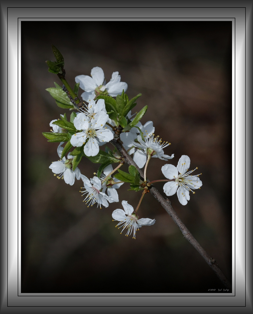 Sauerkirschblüte