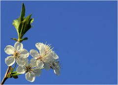 Sauerkirschblüte