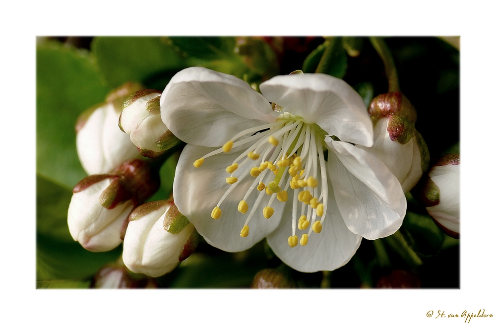 Sauerkirschblüte...