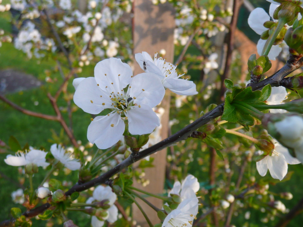 Sauerkirschblüte