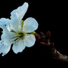 Sauerkirschblüte im September!