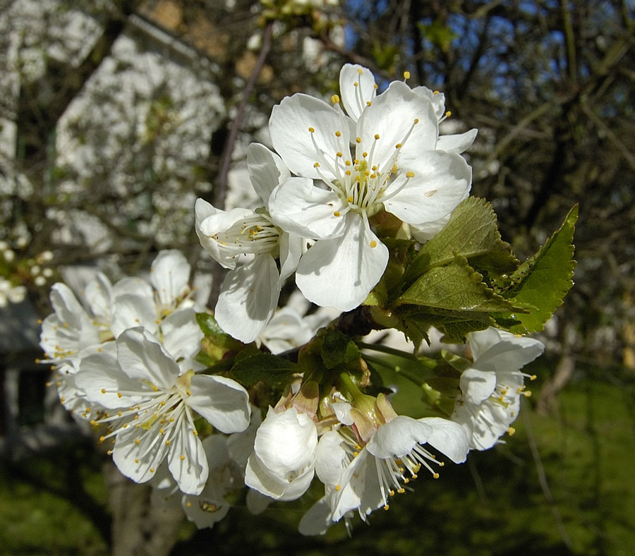 Sauerkirschblüten 1