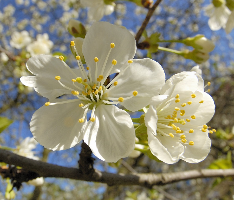 Sauerkirschblüten 2