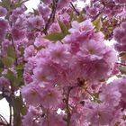 Sauerkirschblüten