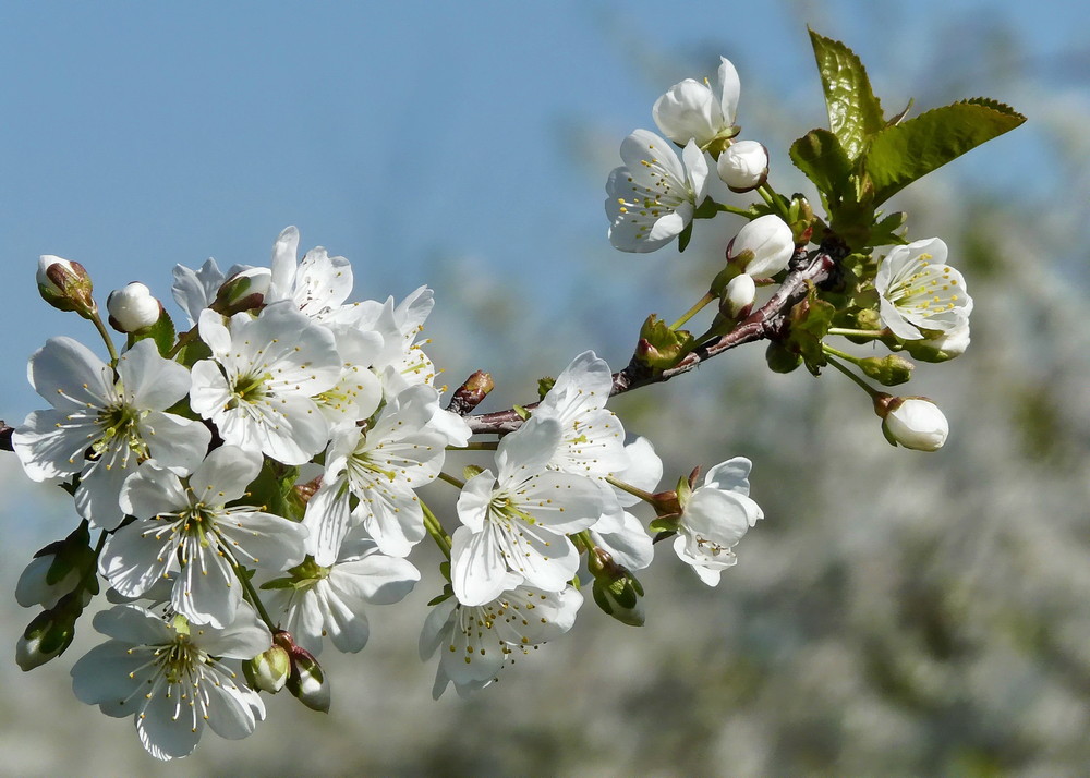 Sauerkirschblüten