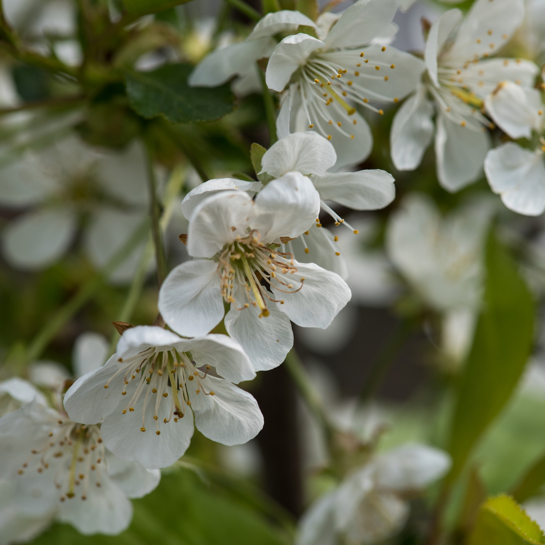 Sauerkirschblüten