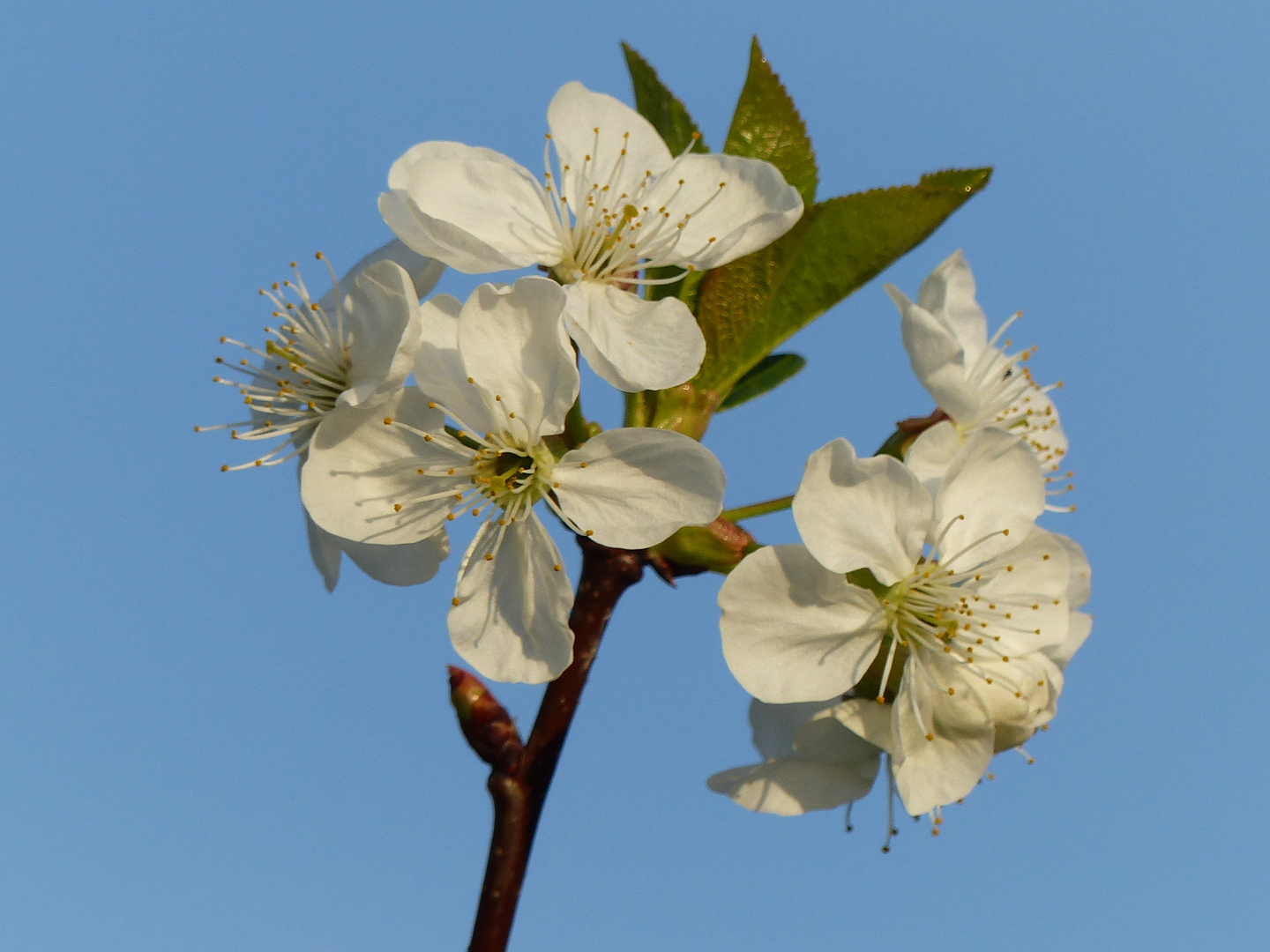 Sauerkirschblütenzeit im Frühling