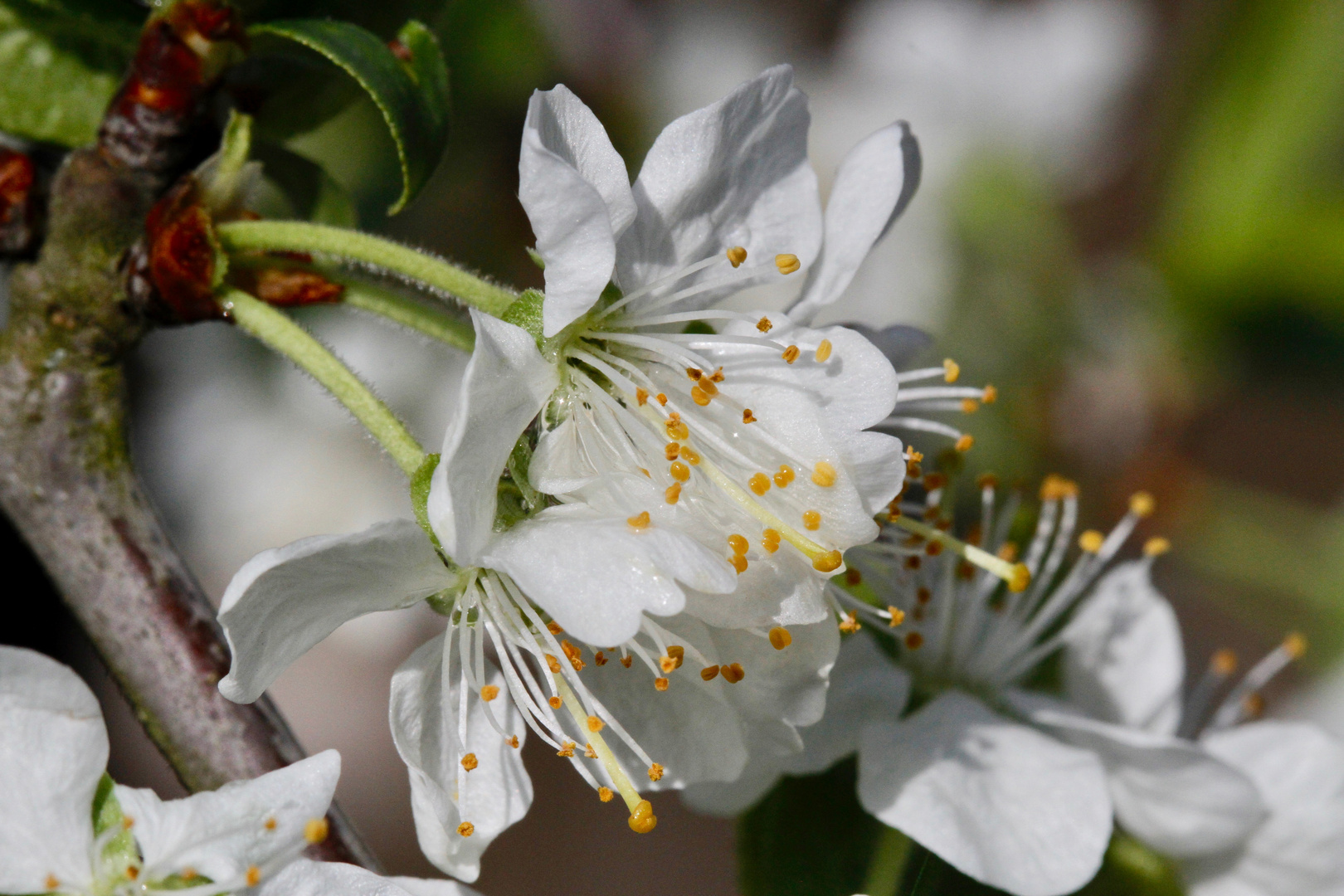 Sauerkirsche Foto & Bild frühling, blüte, spring Bilder auf