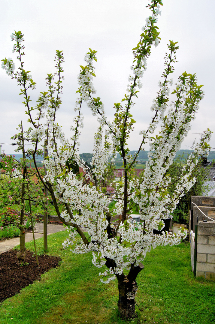 Sauerkirsche in voller Blüte