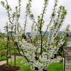 Sauerkirsche in voller Blüte