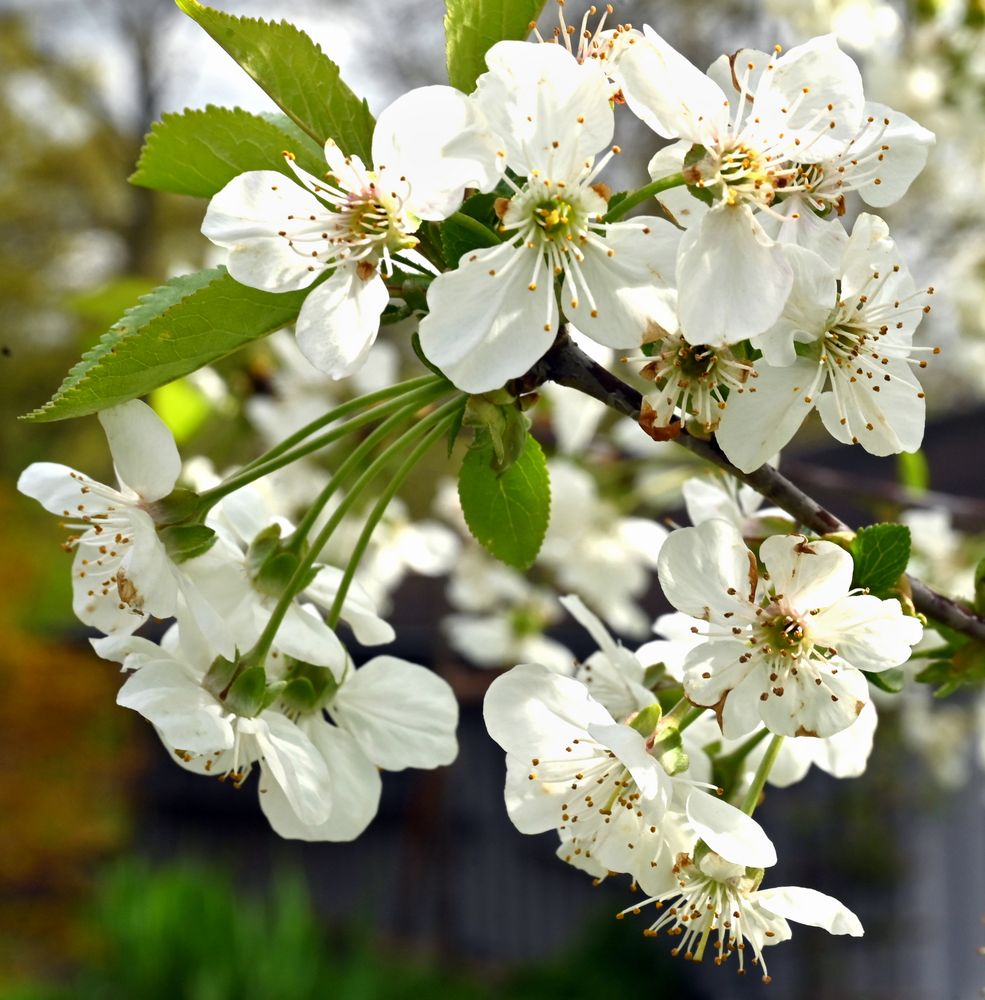 Sauerkirschen Blüte