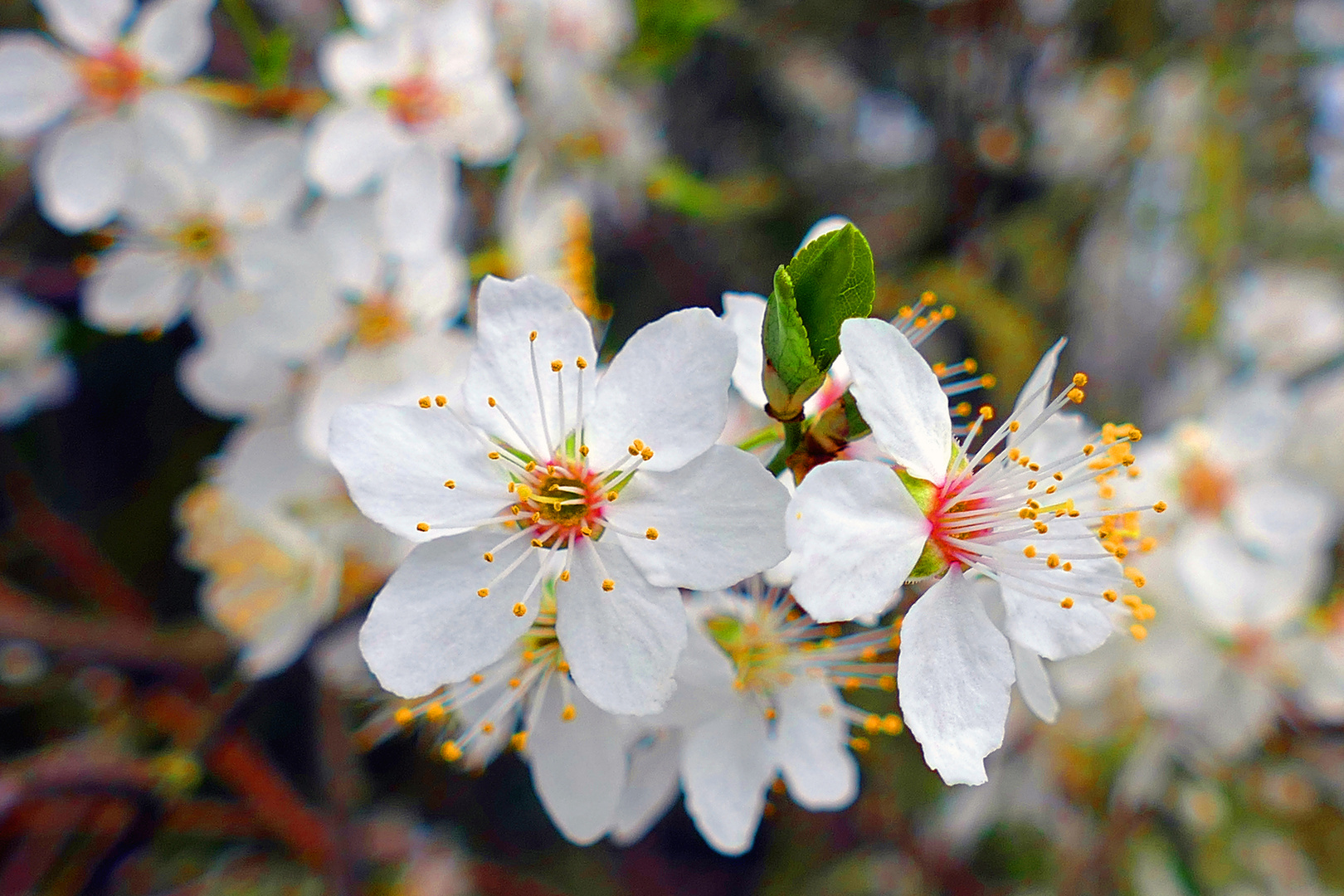 Sauerkirschen-Blüte