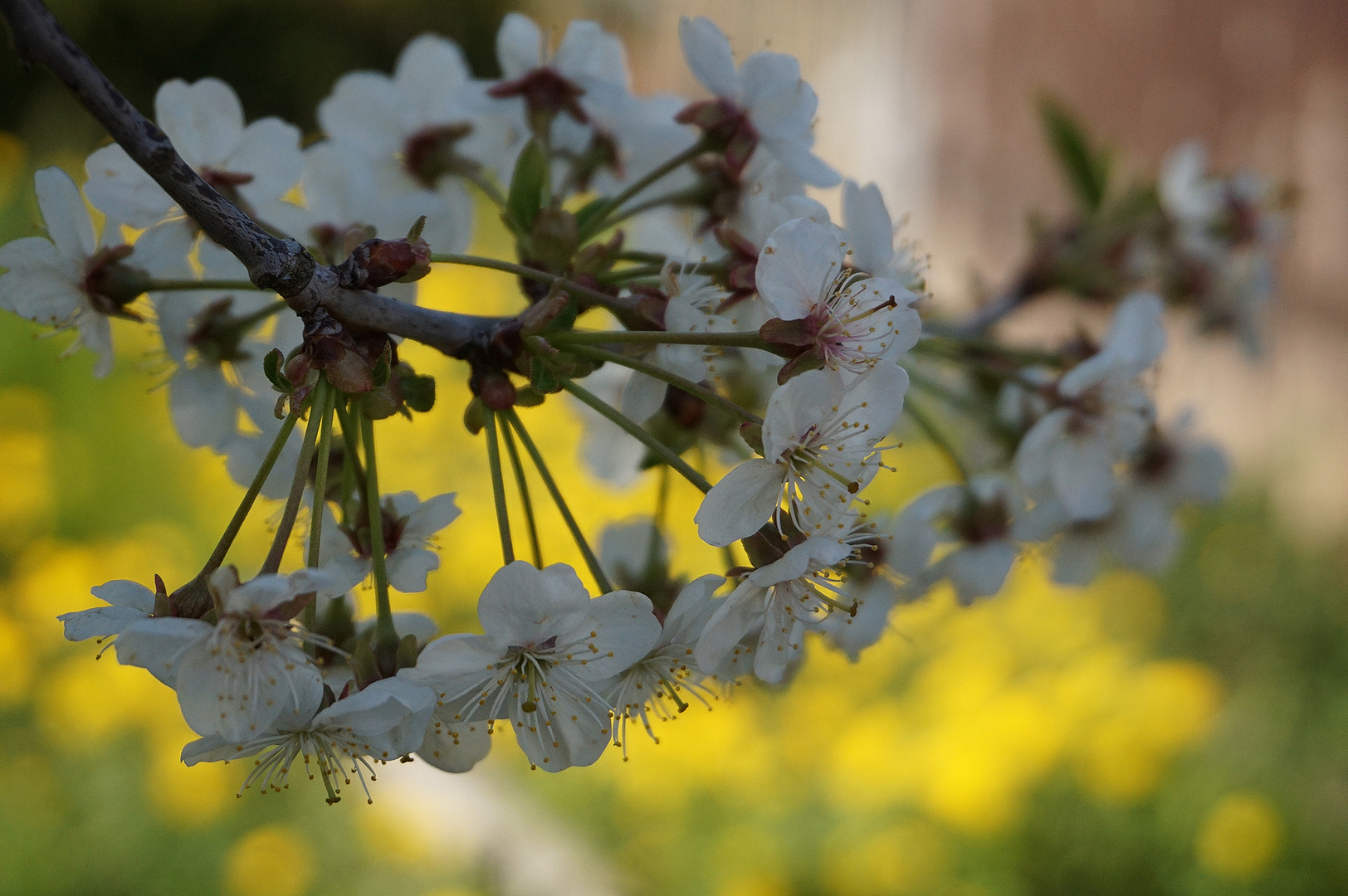 Sauerkischenblüten im Gegenlicht