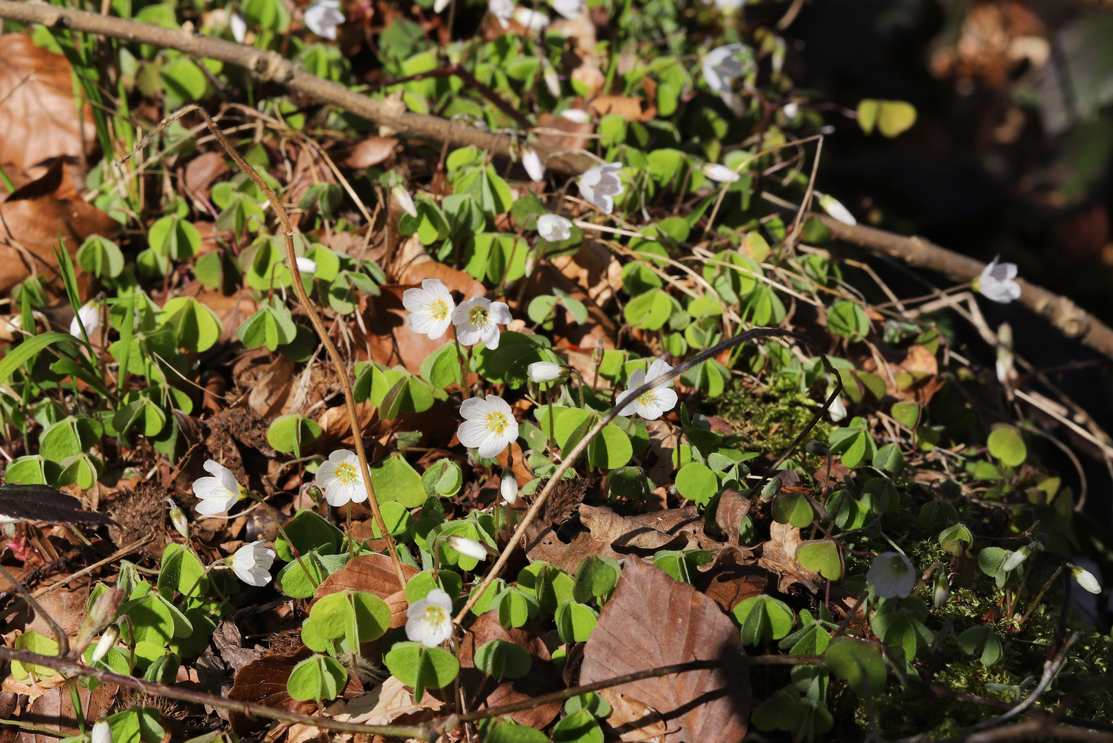 Sauerklee (2019_04_01_EOS 6D Mark II_1247_ji)