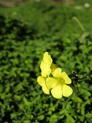 Sauerklee, die ersten Blüten im Dezember / Acetosella, i primi fiori in dicembre