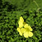 Sauerklee, die ersten Blüten im Dezember / Acetosella, i primi fiori in dicembre