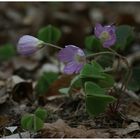 Sauerklee - Oxalis acetosella