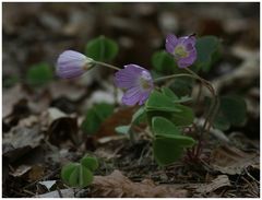 Sauerklee - Oxalis acetosella