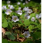 Sauerklee - Oxalis acetosella