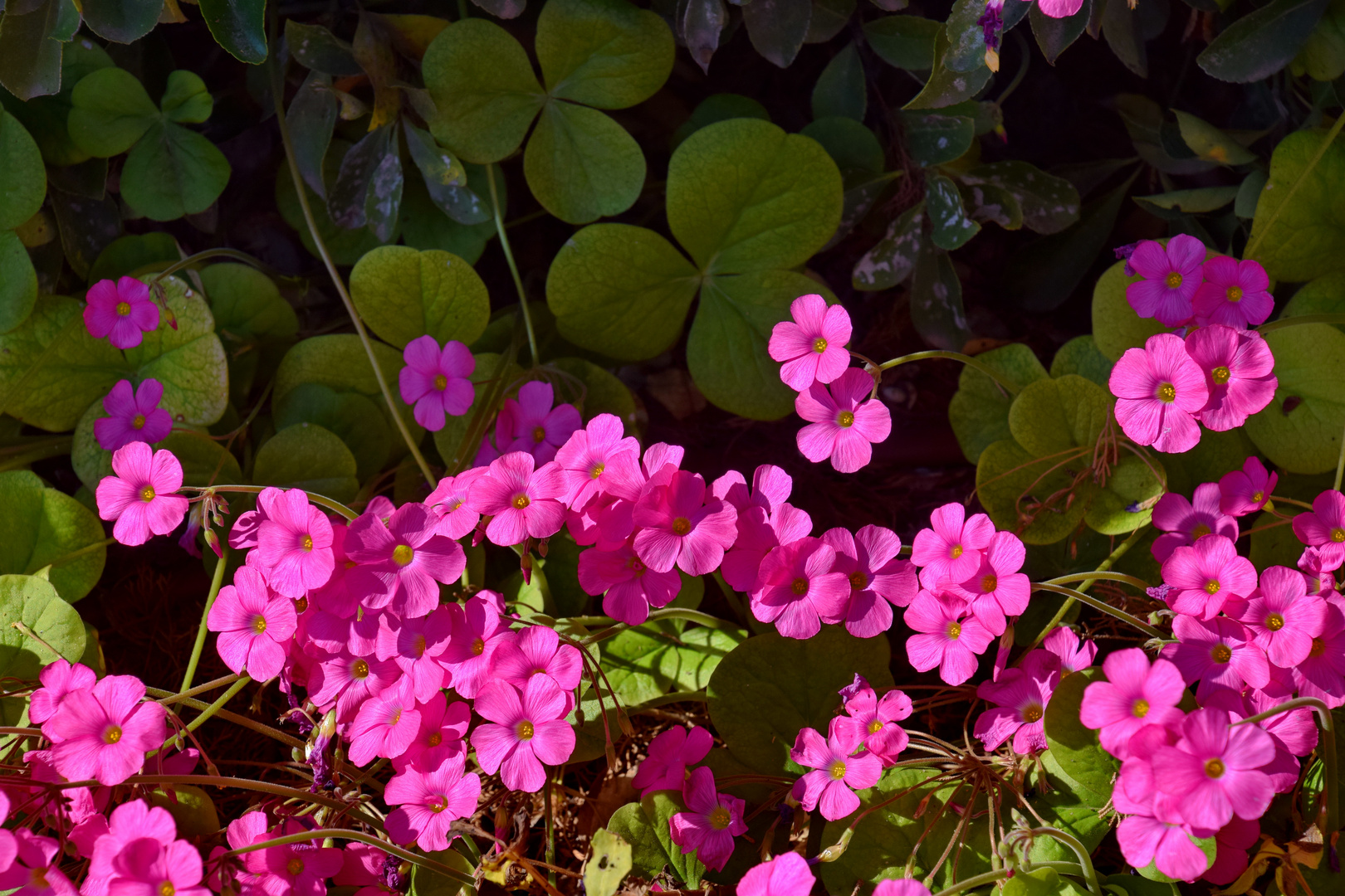 Sauerklee (Oxalis articulata)