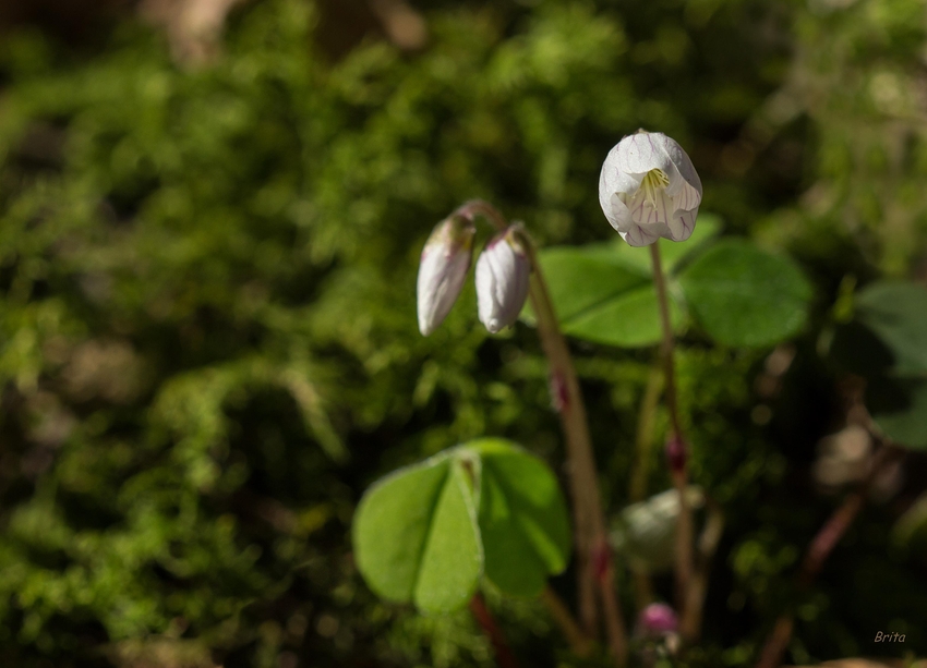 Sauerklee (Oxalis)