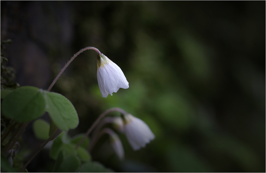 Sauerkleeblüte