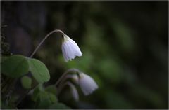 Sauerkleeblüte