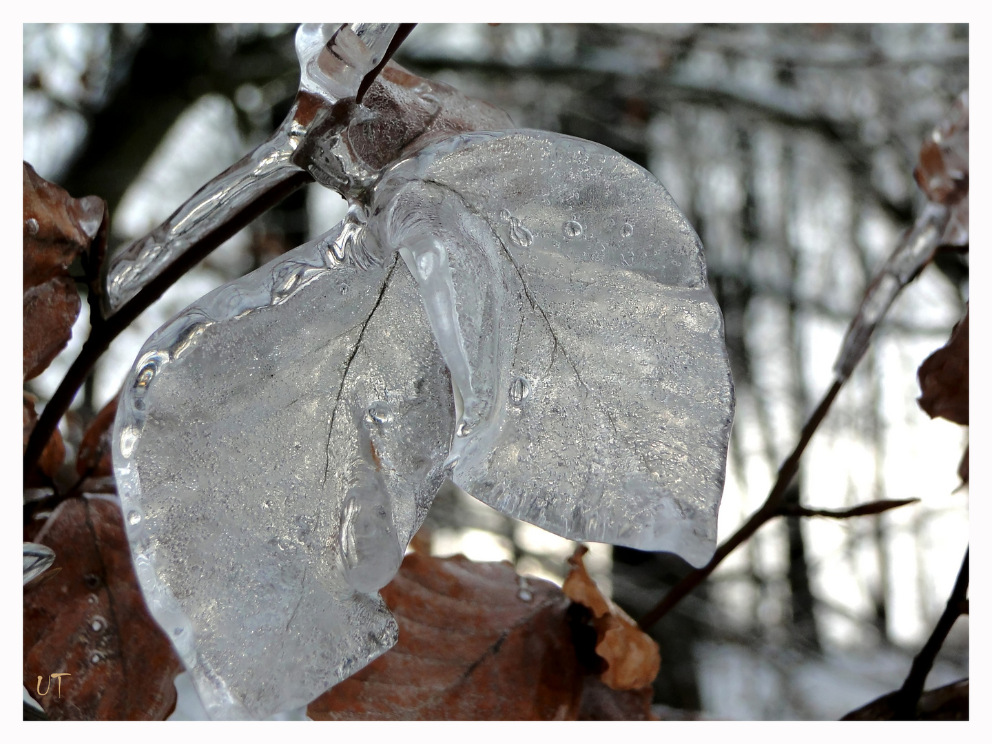 "Sauerländer Eisbuche"