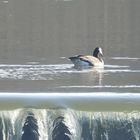 Sauerländer Kanadagans am Wasserfall