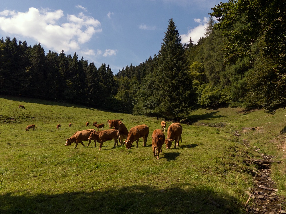 Sauerländer Rindviecher