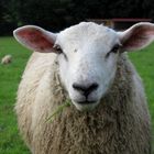 Sauerländer Schaf