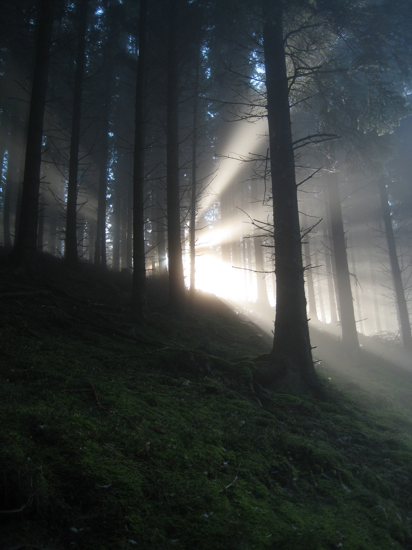 sauerländer Wald