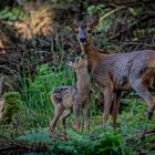 Sauerländer Wildnis