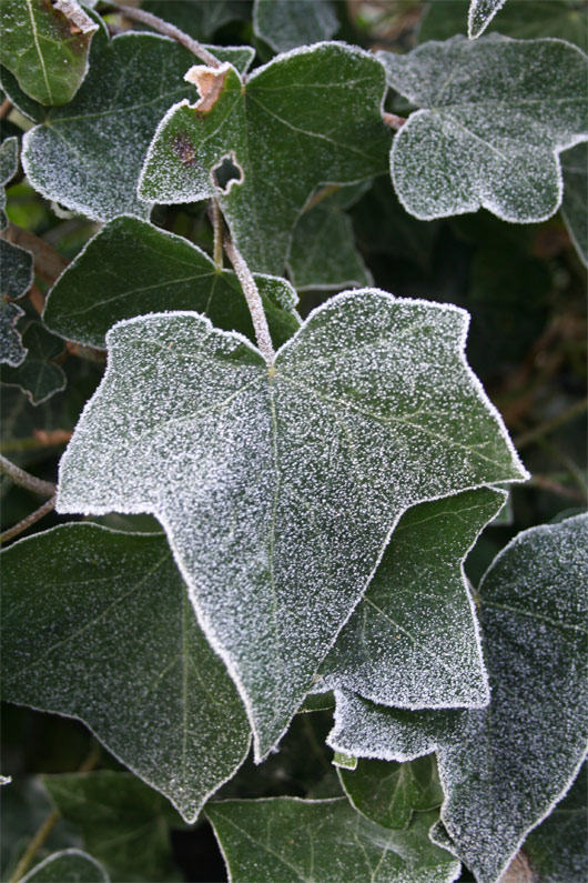 Sauerländer Wintermorgen II