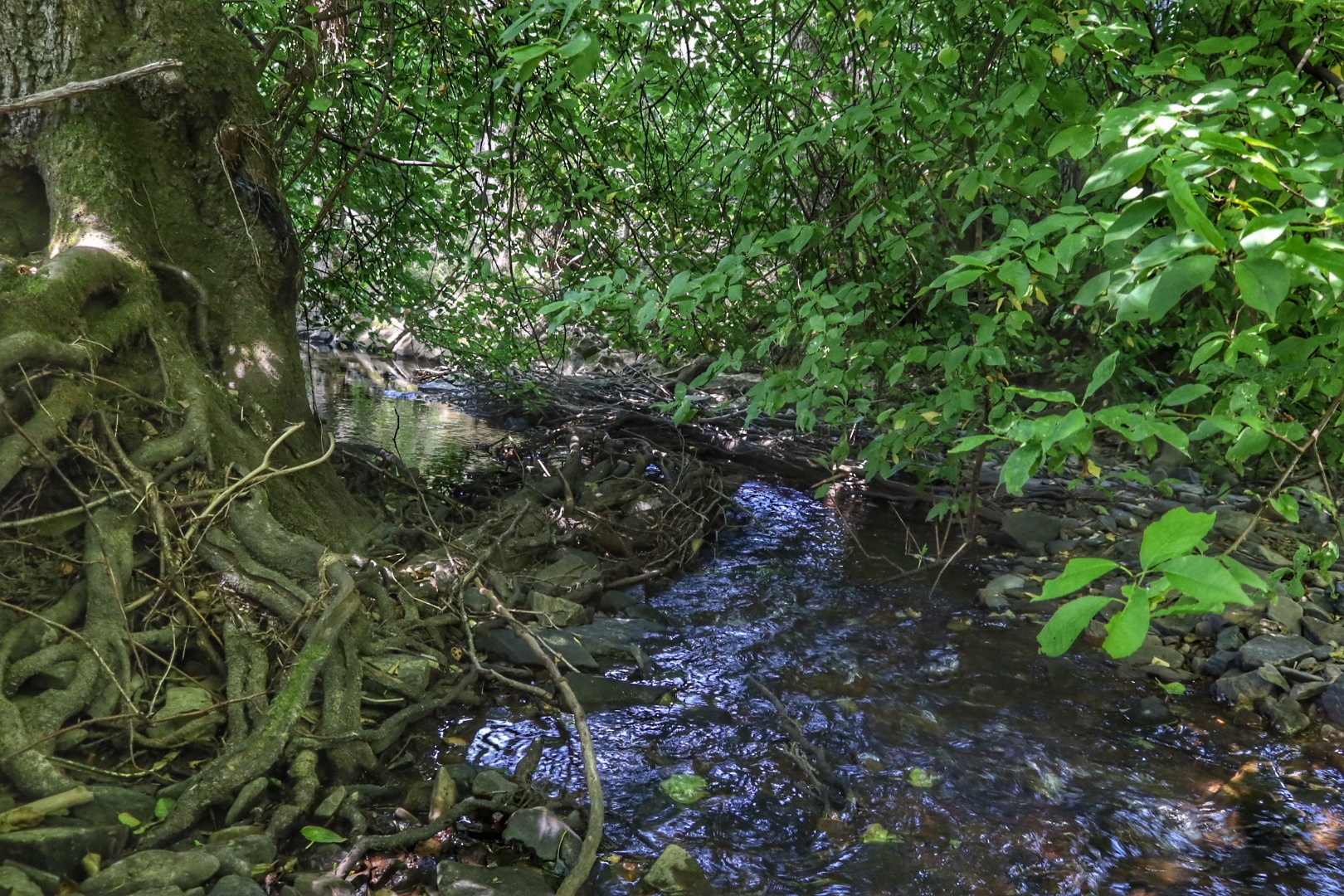 Sauerländische Mangroven