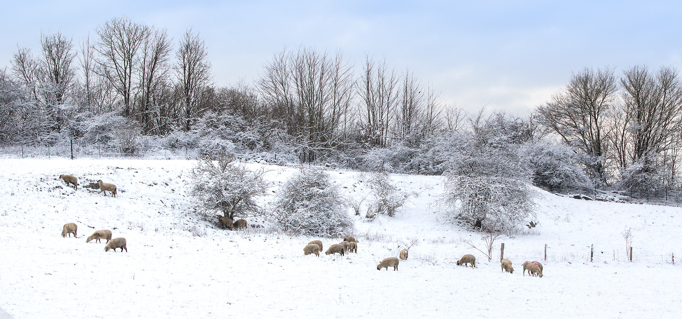 Sauerländische Winterweide