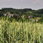 Sauerland