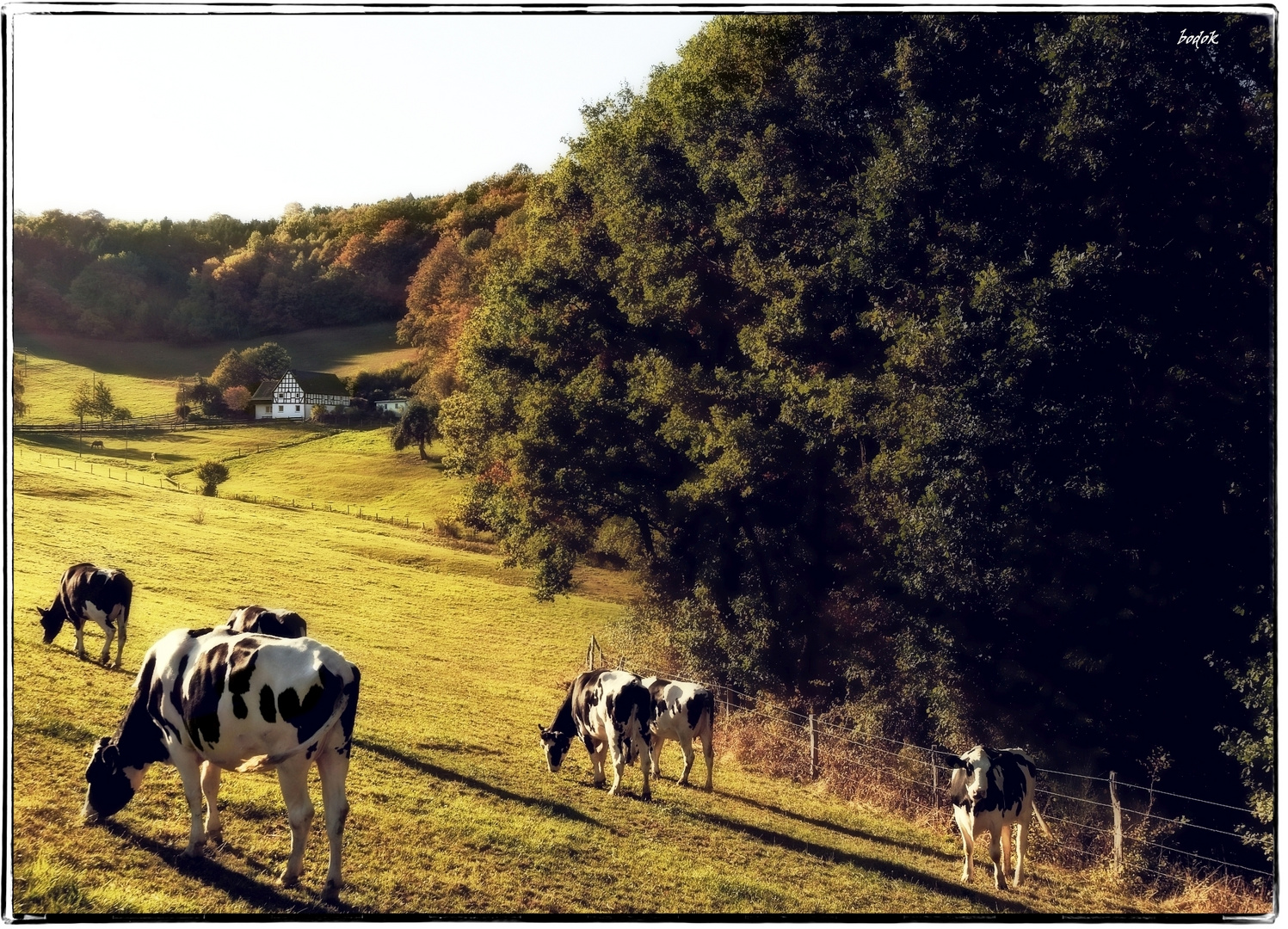 Sauerland am Abend / golden Afternoon