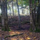 Sauerland Pastorale